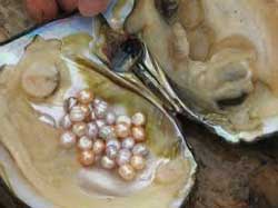 Pearls